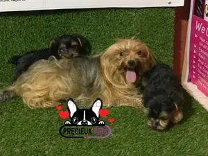 1-3 Month Male Purebred Yorkshire Terrier