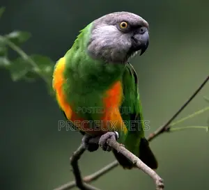 Senegalese Parrot