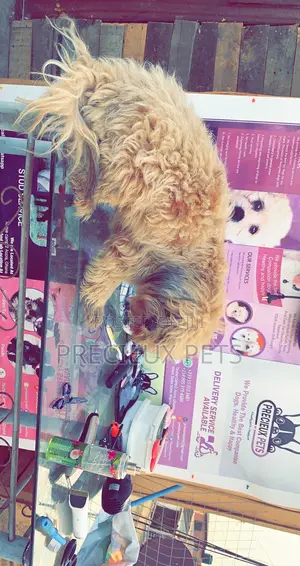 Grooming For Poodles