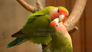 Love Birds