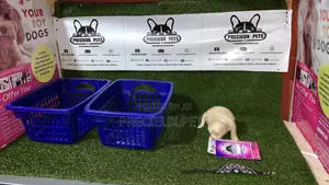 3-6 Month Male Purebred Maltese