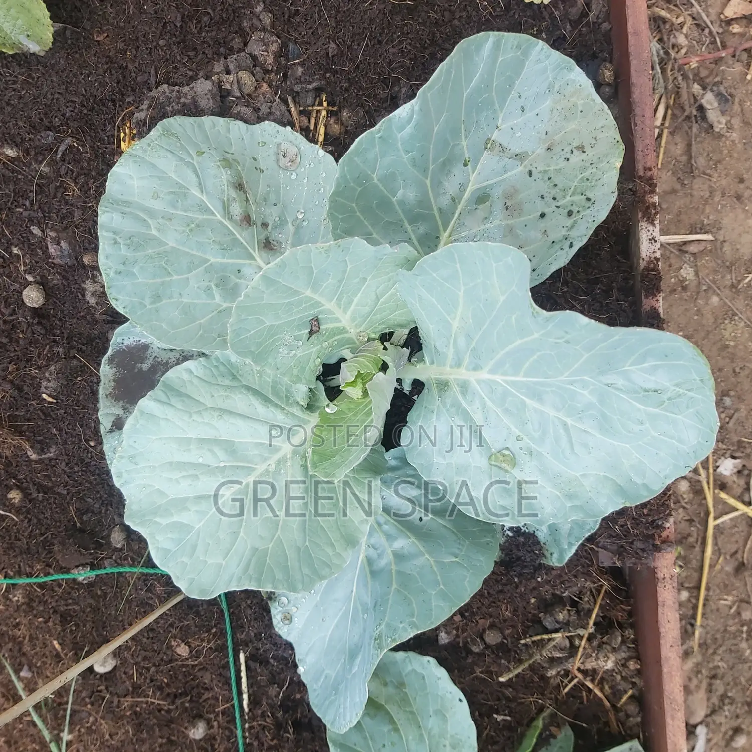 Cabbage Seed and Seedlings