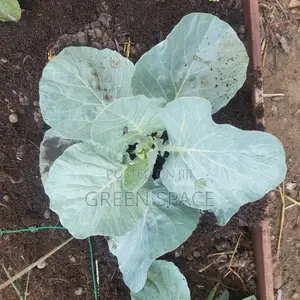 Cabbage Seed and Seedlings