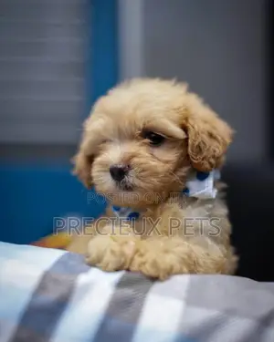 1-3 Month Female Purebred Poodle