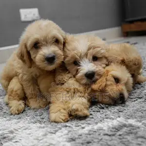 1-3 Month Female Purebred Poodle