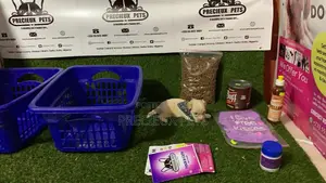 0-1 Month Female Purebred Maltese