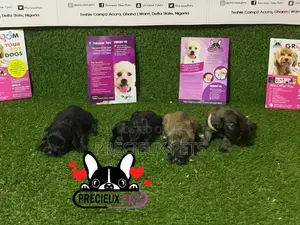 0-1 Month Male Purebred Poodle