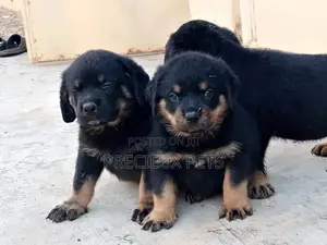 1-3 Months Male Purebred Rottweiler