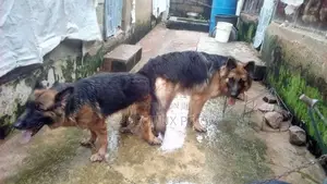 Male German Shepherd Available for Crossing