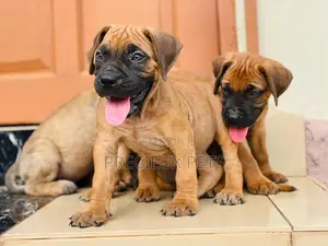 1-3 Months Female Purebred Boerboel