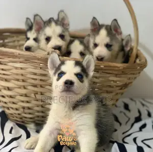 1-3 Months Male Purebred Siberian Husky