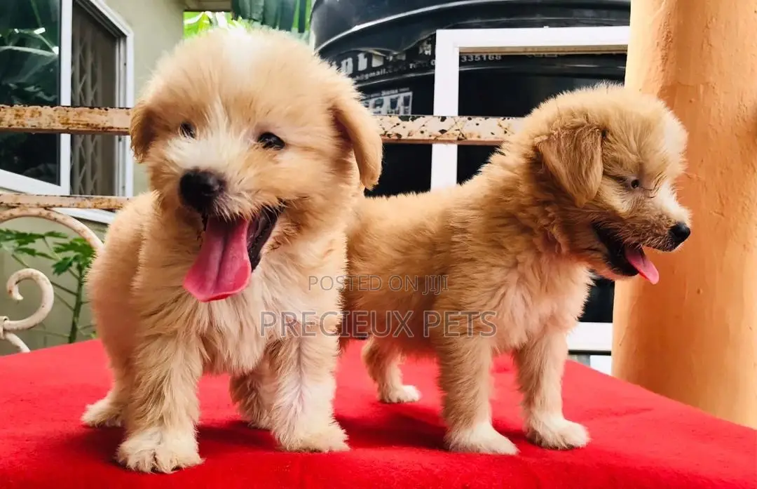 3-6 Month Male Purebred Poodle