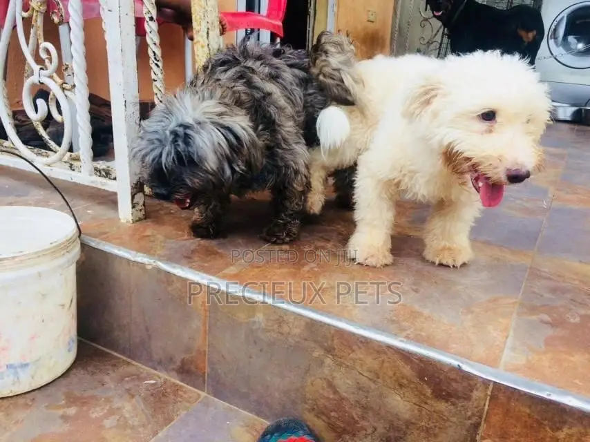 3-6 Month Male Purebred Poodle