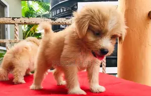3-6 Month Male Purebred Poodle