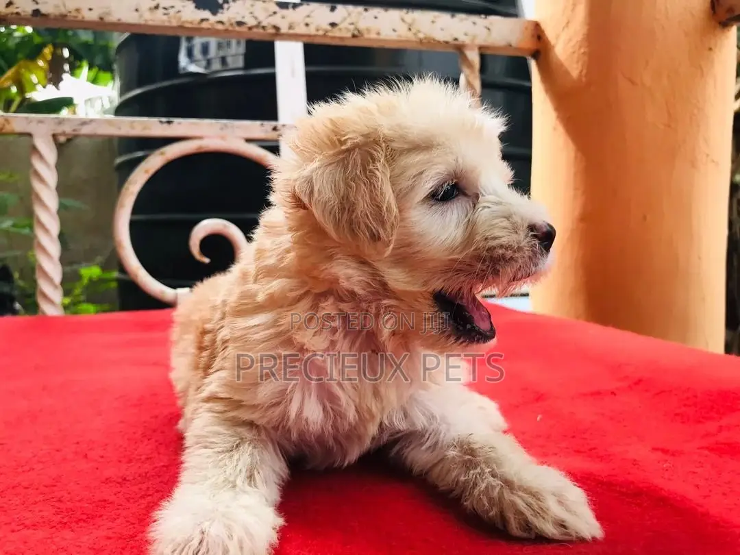 3-6 Month Male Purebred Poodle