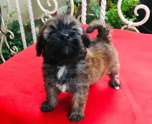 3-6 Month Male Purebred Poodle