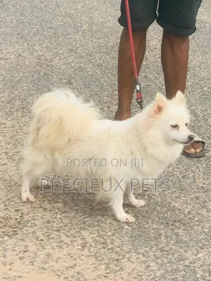 1+ Year Female Purebred American Eskimo