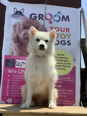 1+ Year Male Purebred American Eskimo
