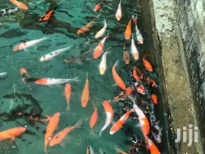 Kois Carps