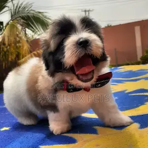 1-3 Month Male Purebred Lhasa Apso