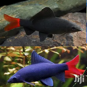 Red Tail Shark