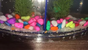 2 in 1 Betta Fish Tank