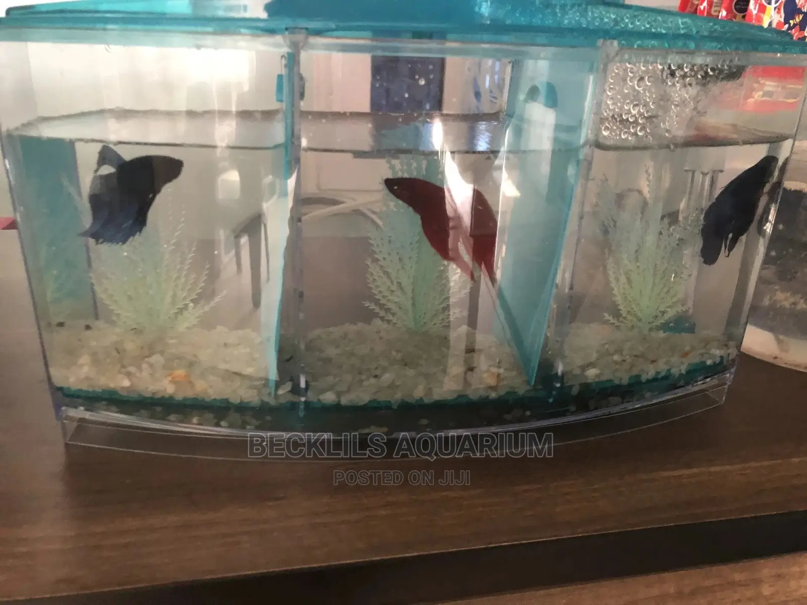 2 in 1 Betta Fish Tank
