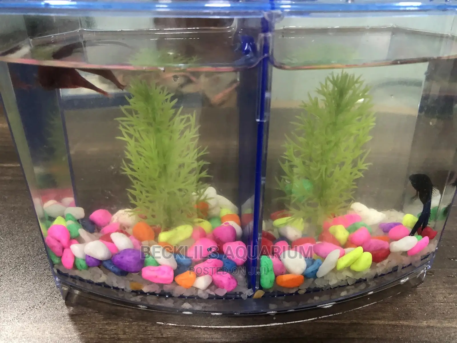 2 in 1 Betta Fish Tank