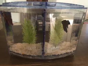 2 in 1 Betta Fish Tank