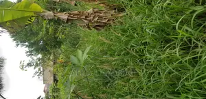 Plot for Sale at Darko New Site in Kumasi