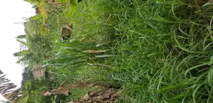 Plot for Sale at Darko New Site in Kumasi
