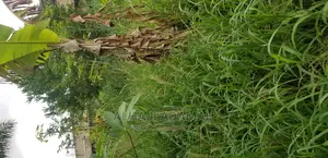 Plot for Sale at Darko New Site in Kumasi