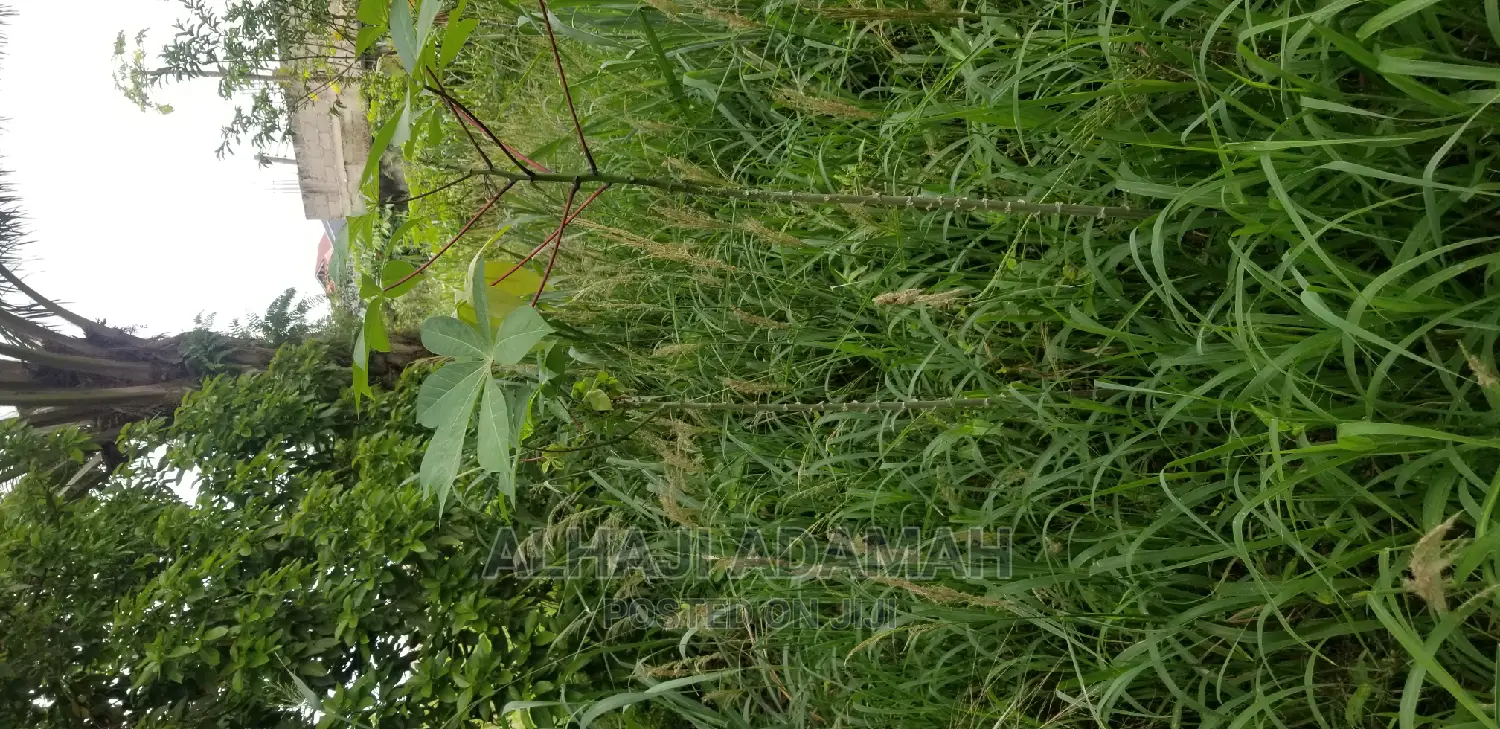 Plot for Sale at Darko New Site in Kumasi