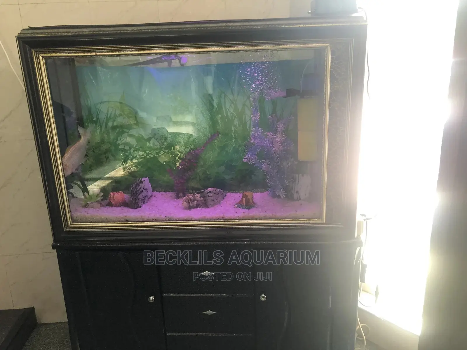 Aquariums and Fish Bowl