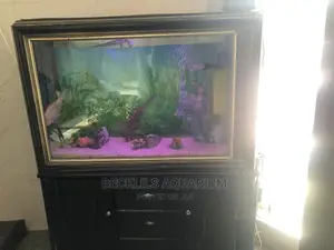 Aquariums and Fish Bowl