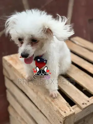 Grooming Services at Precieux Petshop