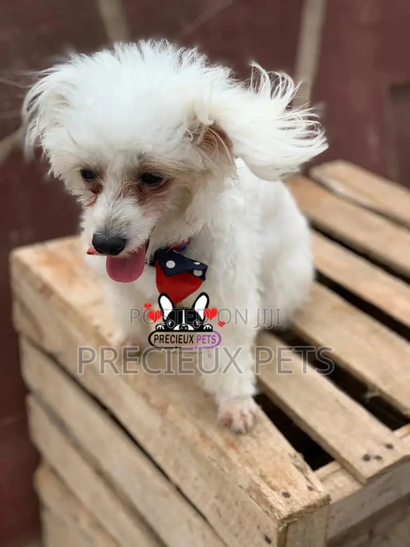 Grooming Services at Precieux Petshop
