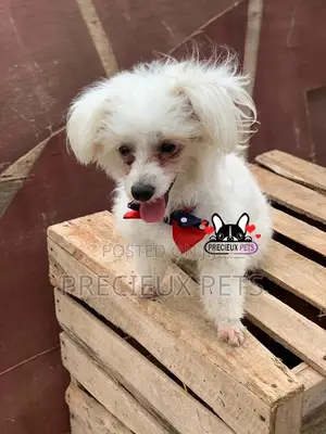 Grooming Services at Precieux Petshop