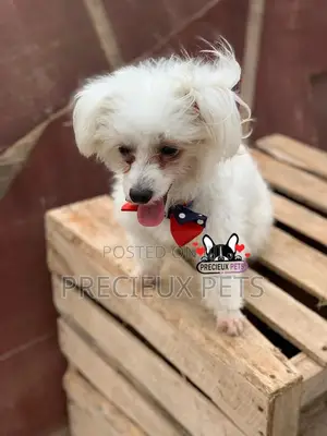 Grooming Services at Precieux Petshop