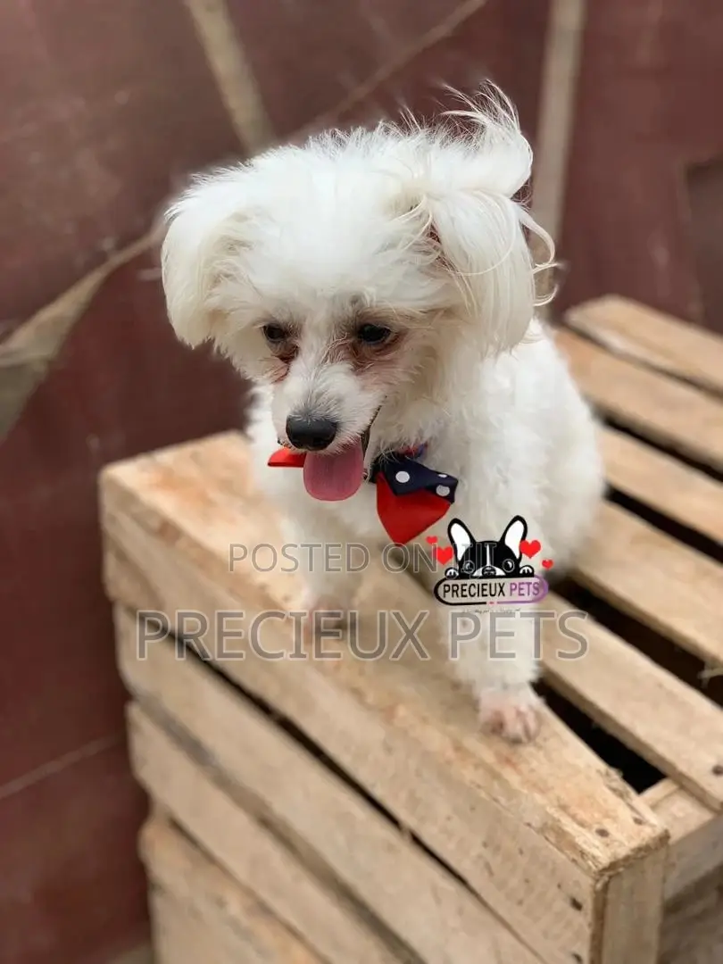 Grooming Services at Precieux Petshop