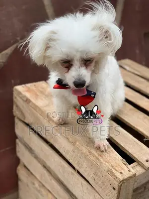 Grooming Services at Precieux Petshop