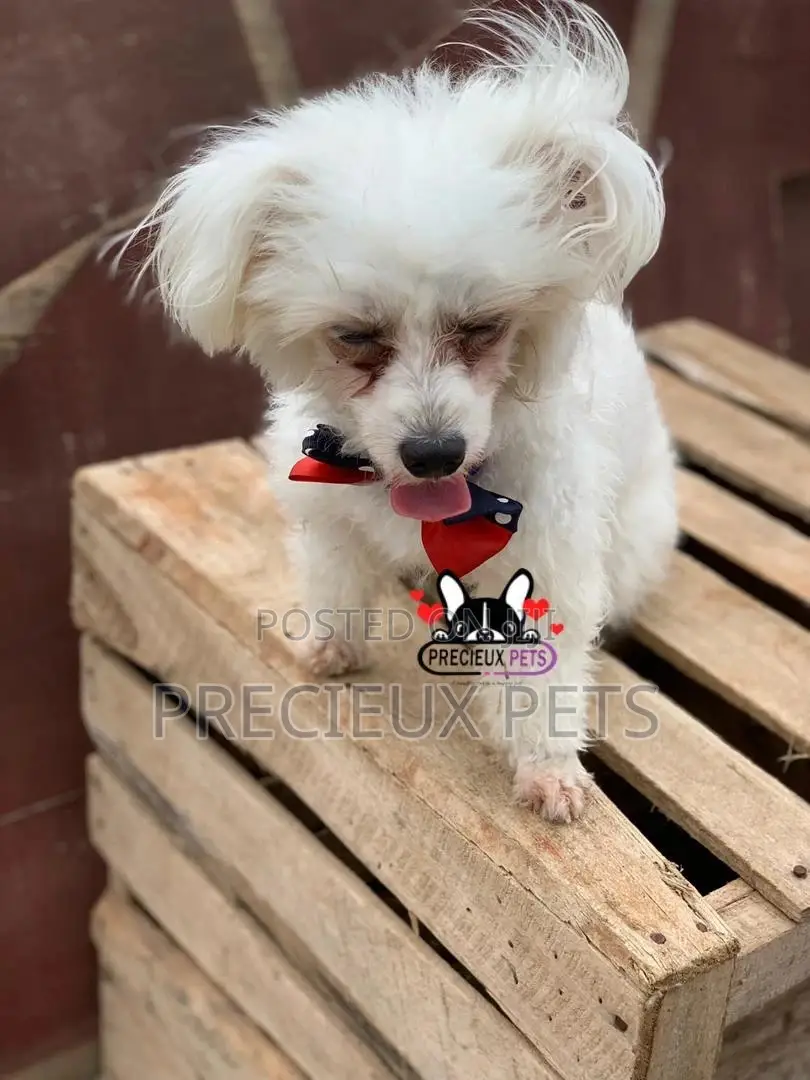 Grooming Services at Precieux Petshop