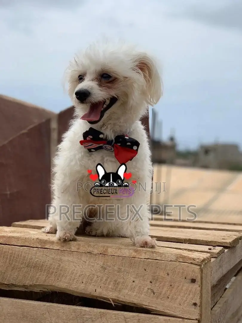 Grooming Services at Precieux Petshop