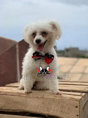 Grooming Services at Precieux Petshop