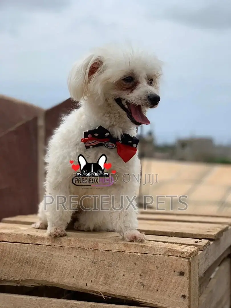 Grooming Services at Precieux Petshop