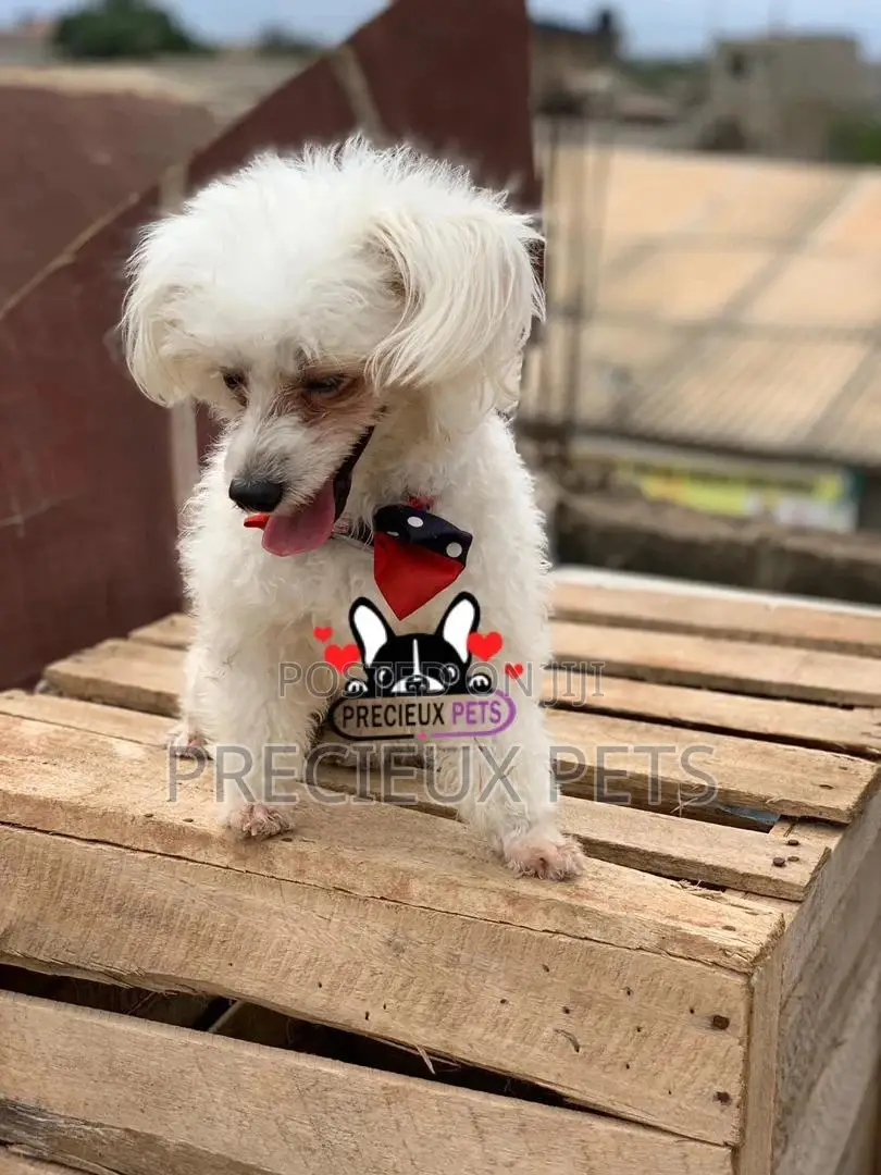Grooming Services at Precieux Petshop