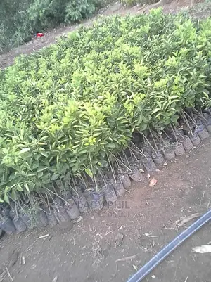 Quality Grafted Orange,Tangerine, Lemon,Lime and Others Seedlings