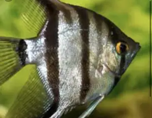 Angel Fishes
