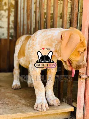 1-3 Month Male Purebred Boerboel