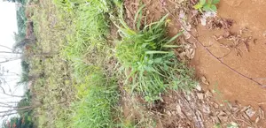 Plot for Sale at Kumasi Santasi Darko